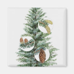 Aimant Illustration d'arbre conifére avec des cônes