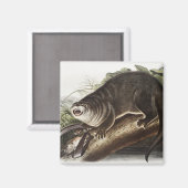 Aimant Illustration de Canada Otter (Lutra Canadensis) (Recto/Verso)