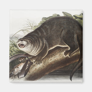 Aimant Illustration de Canada Otter (Lutra Canadensis)