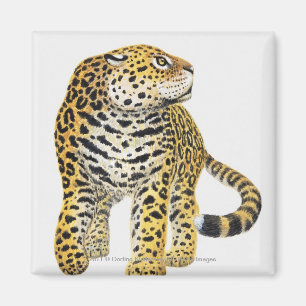 Aimant Illustration de Jaguar avec la tête dans le profi