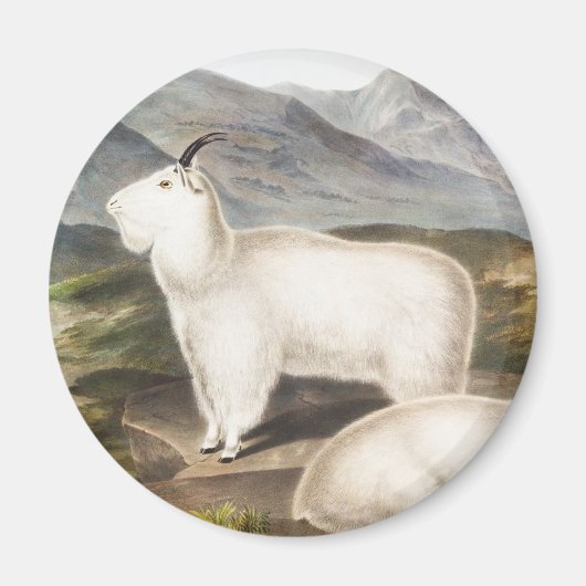 Aimant Illustration de la chèvre des Rocheuses (Capra Ame (Devant)