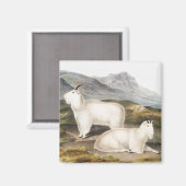 Aimant Illustration de la chèvre des Rocheuses (Capra Ame (Recto/Verso)