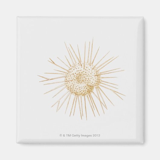 Aimant Illustration de la coquille foraminifère (Devant)