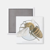 Aimant Illustration de l'abeille européenne au miel (Recto/Verso)