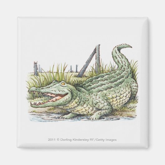 Aimant Illustration de l'alligator sur le rivage (Devant)