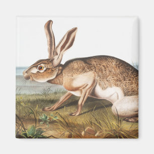 Aimant Illustration de lapin Lièvre texan (Lepus Texianu