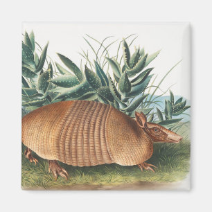Aimant Illustration de l'Armadillo (Dasypus Peba) à neuf
