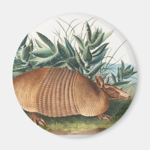 Aimant Illustration de l'Armadillo (Dasypus Peba) à neuf 