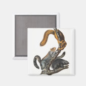 Aimant Illustration de l'écureuil de chat (Sciurus cinere (Recto/Verso)