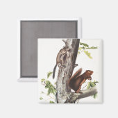 Aimant Illustration de l'écureuil et de l'écureuil de soi (Recto/Verso)