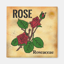 Illustration de ligne de rose rouge dans le style