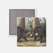 Aimant Illustration de l'ours noir américain Ursus Americ (Recto/Verso)