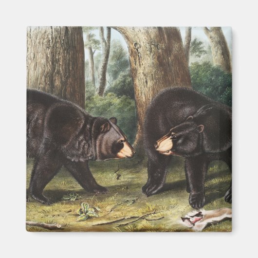 Aimant Illustration de l'ours noir américain Ursus Americ (Devant)