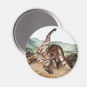 Aimant Illustration de Lynx texane (Lynx rufus var macula (Recto/Verso)