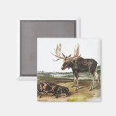 Aimant Illustration de Moose Deer (Servus alces) (Recto/Verso)