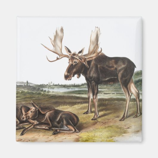 Aimant Illustration de Moose Deer (Servus alces) (Devant)