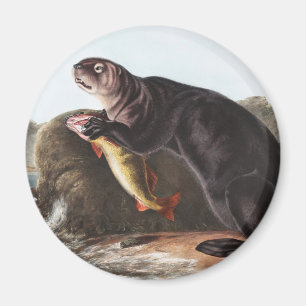 Aimant Illustration de Sea Otter (Marina Enhydra)