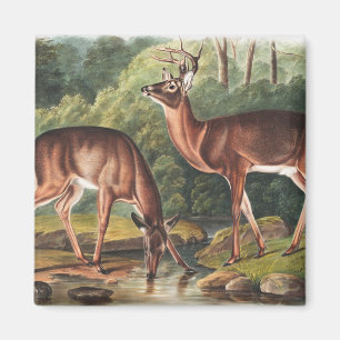 Aimant Illustration de Virginian Deer (Cervus Virginianus
