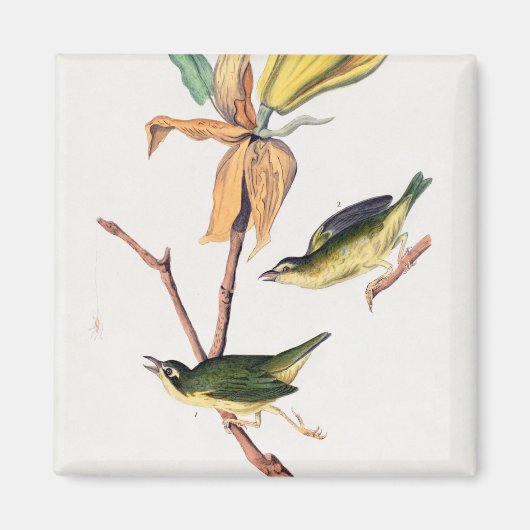 Aimant Illustration des oiseaux de Paruline capturant des (Devant)