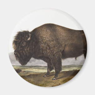 Aimant Illustration du bison américain (Bos Americanus)