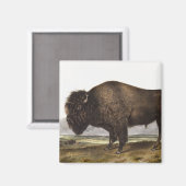 Aimant Illustration du bison américain (Bos Americanus) (Recto/Verso)