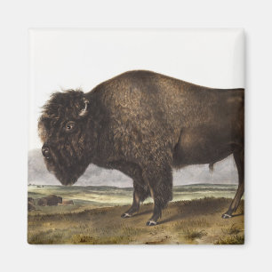 Aimant Illustration du bison américain (Bos Americanus)