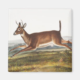 Aimant Illustration du cerf à queue longue (Cervus leucu