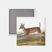 Aimant Illustration du cerf à queue longue (Cervus leucur (Recto/Verso)