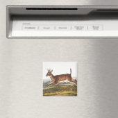 Aimant Illustration du cerf à queue longue (Cervus leucur (In Situ (Lave-vaisselle))