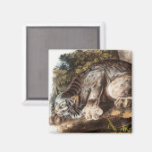 Aimant Illustration du Lynx du Canada (Lynx Canadensis) (Recto/Verso)