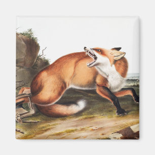 Aimant Illustration du Renard rouge américain (Vulpes Ful