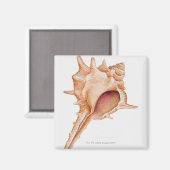 Aimant Illustration du shell Murex (Recto/Verso)