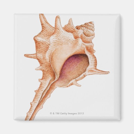 Aimant Illustration du shell Murex (Devant)
