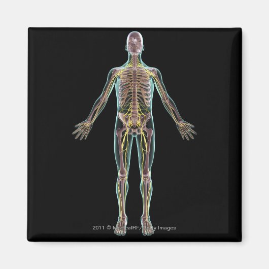 Aimant Illustration du système nerveux (Devant)