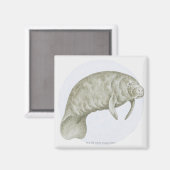 Aimant Illustration d'un lamané (Trichechus sp.) (Recto/Verso)