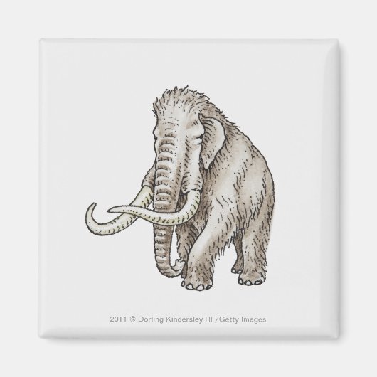 Aimant Illustration d'un mammouth (Devant)