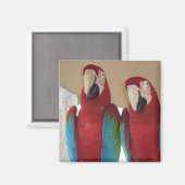 Aimant Illustration tropicale d'un couple d'aras carmin (Recto/Verso)