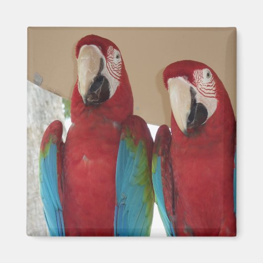 Aimant Illustration tropicale d'un couple d'aras carmin (Devant)