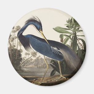 Aimant Illustration vintage d'Audubon de l'aigrette de Lo