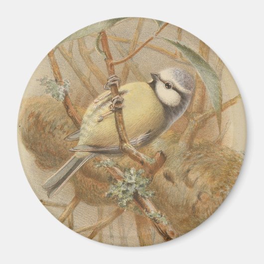 Aimant Illustration vintage de Bluetit (Devant)