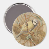 Aimant Illustration vintage de Bluetit (Recto/Verso)