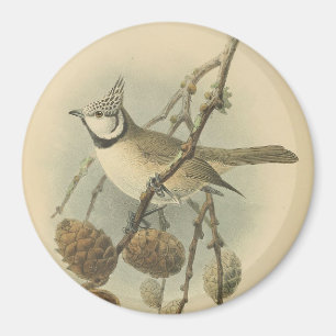Aimant Illustration vintage de l'European Crested Tit