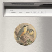 Aimant Illustration vintage de Nuthatch (In Situ (Lave-vaisselle))