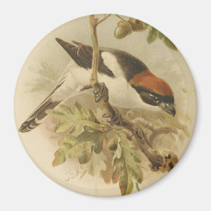 Aimant Illustration vintage de Pie-grièche d'été
