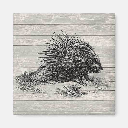 Aimant Illustration vintage de Porcupine (Devant)