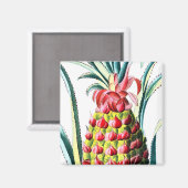 Aimant Illustration vintage des fruits tropicaux à l'anan (Recto/Verso)