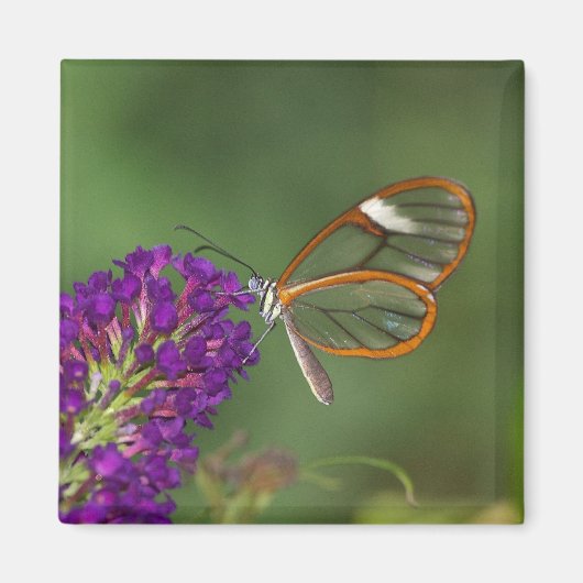 Aimant Ils m'appellent Clear-wing (Devant)