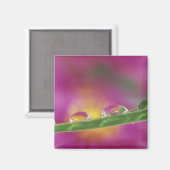Aimant Image d'asters formés dans des gouttelettes d'eau (Recto/Verso)