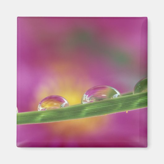 Aimant Image d'asters formés dans des gouttelettes d'eau (Devant)