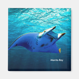 Aimant Image de poisson pour Carré-aimant